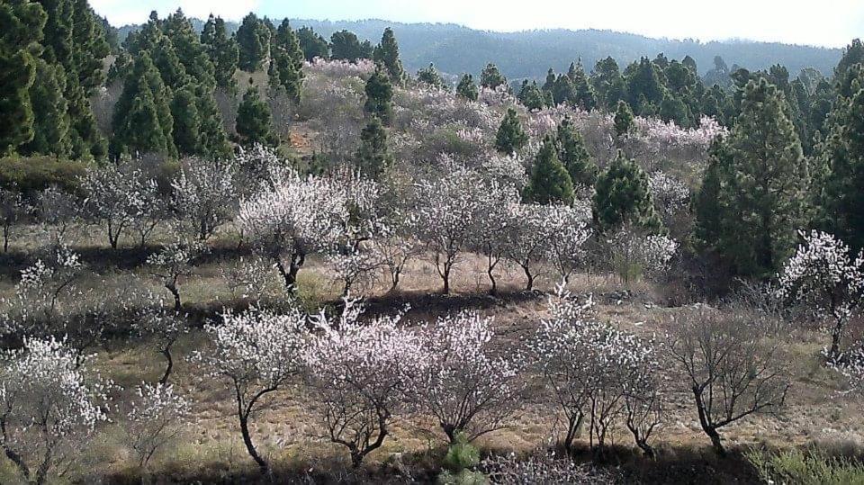 Apartamento El Almendro Puntagorda المظهر الخارجي الصورة